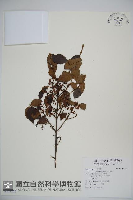 呂宋莢迷藏品圖，第1張