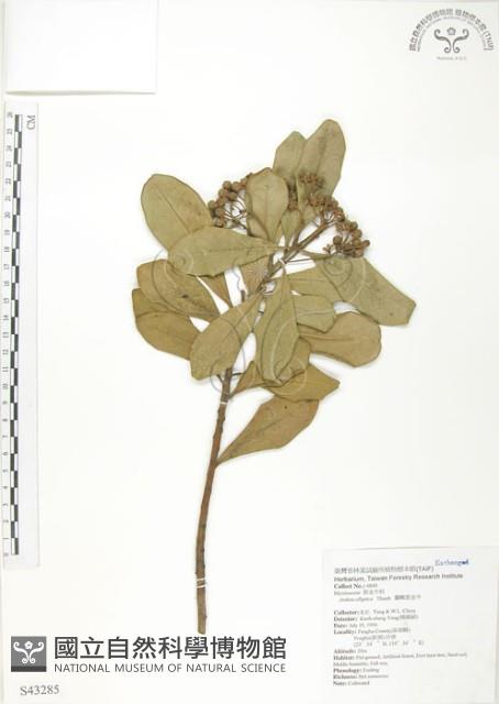 蘭嶼樹杞、蘭嶼紫金牛藏品圖，第1張