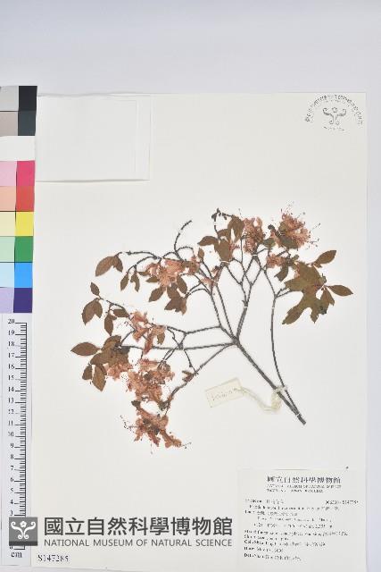 南澳杜鵑藏品圖，第1張