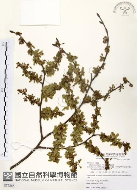 阿里山榆藏品圖，第1張