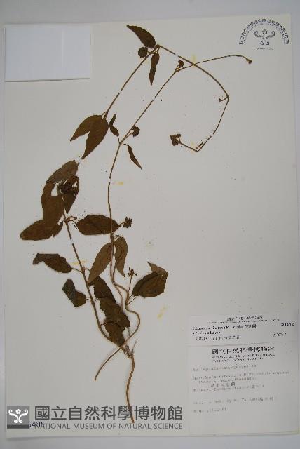 絨毛芙蓉蘭藏品圖，第1張