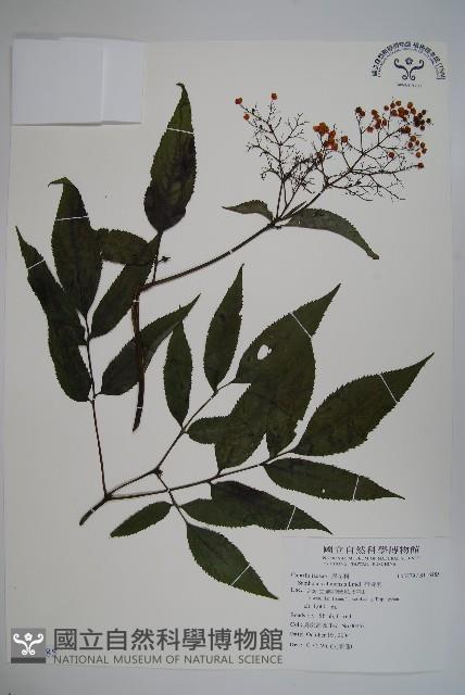 冇骨消藏品圖，第1張