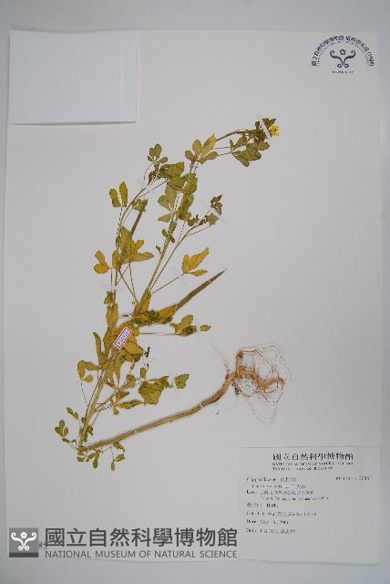 向天黃藏品圖，第1張