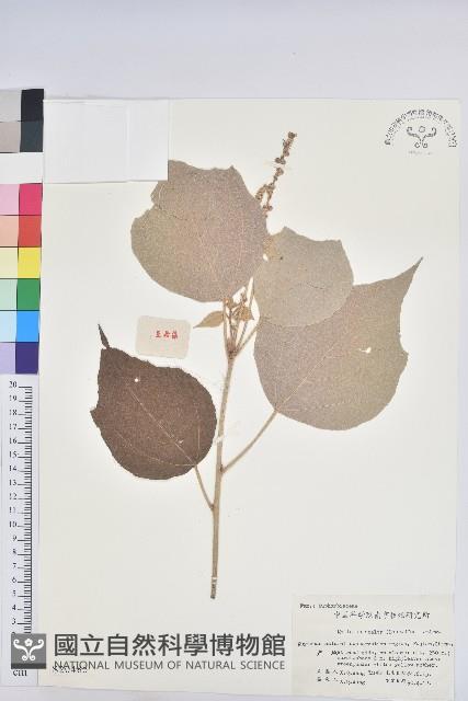 白背葉藏品圖，第1張