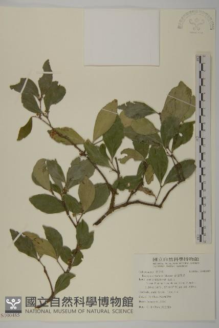 菱葉衛矛藏品圖，第1張