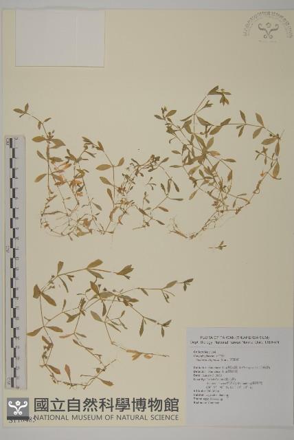 雀舌草藏品圖，第1張