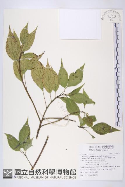 臺灣青莢葉藏品圖，第1張