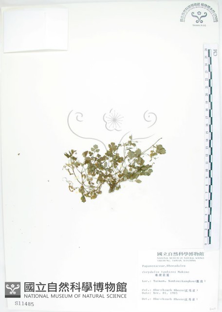 臺灣黃菫藏品圖，第1張