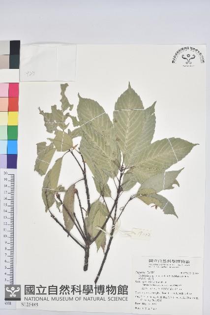 青剛櫟、鐵椆藏品圖，第1張