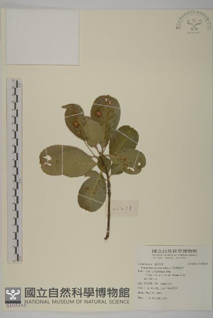 厚葉衛矛, 源一木藏品圖，第1張