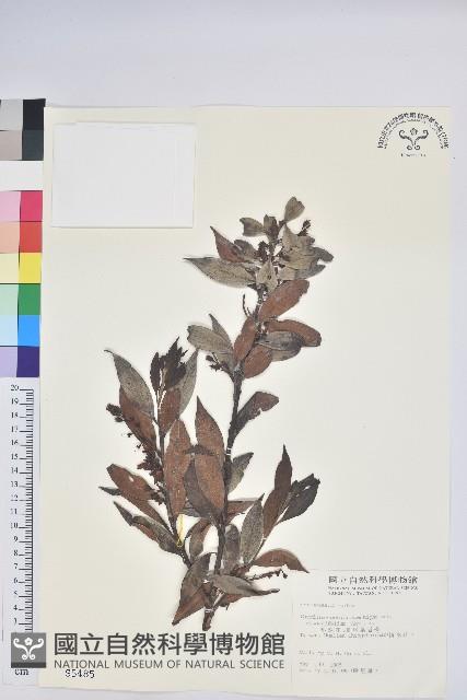 珍珠花、長尾葉越橘藏品圖，第1張