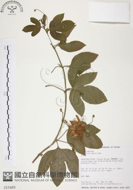 西番蓮、百香果藏品圖，第1張