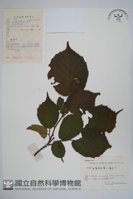 榛樹藏品圖，第1張