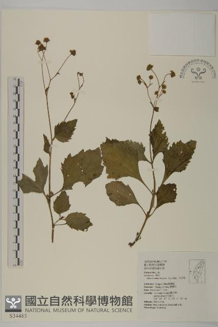 下田菊藏品圖，第1張