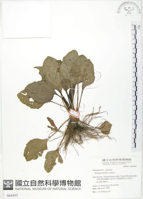 車前草藏品圖，第1張