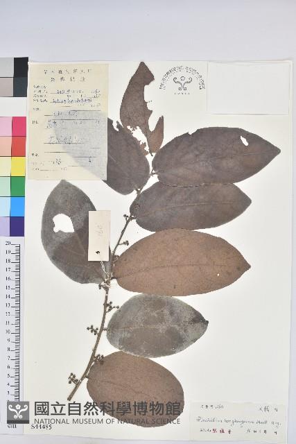 香港算盤子藏品圖，第1張