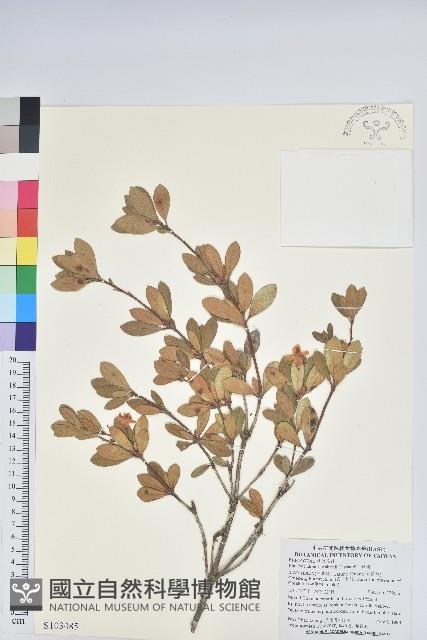 著生杜鵑藏品圖，第1張