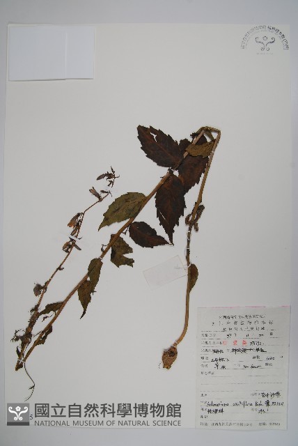 杏葉沙參藏品圖，第1張