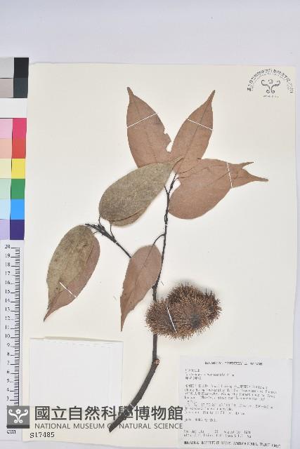 赤栲、赤校藏品圖，第1張