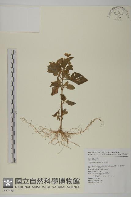 霍香薊藏品圖，第1張