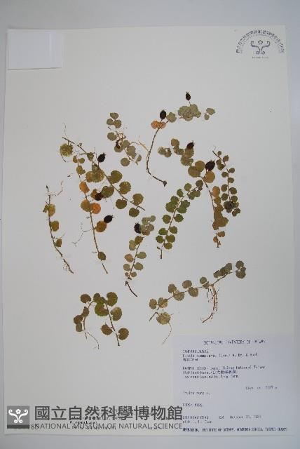 普刺特草藏品圖，第1張