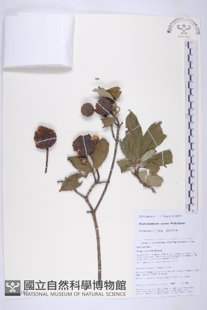 頭狀四照花藏品圖，第1張