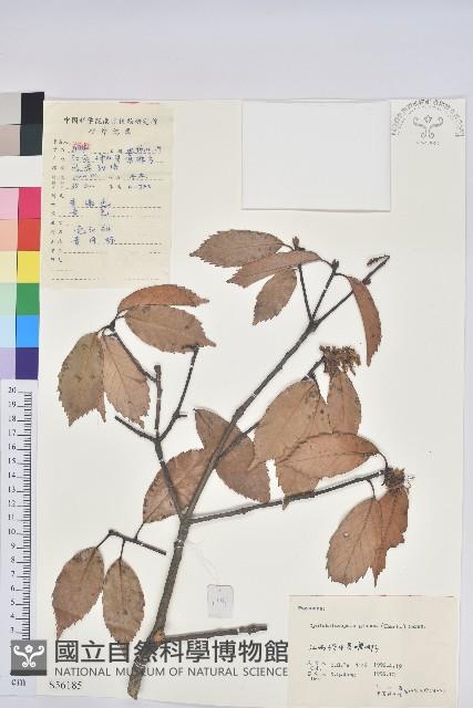 青剛櫟、鐵椆藏品圖，第1張