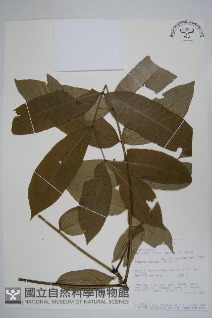 登錄號:S096185藏品圖，第1張