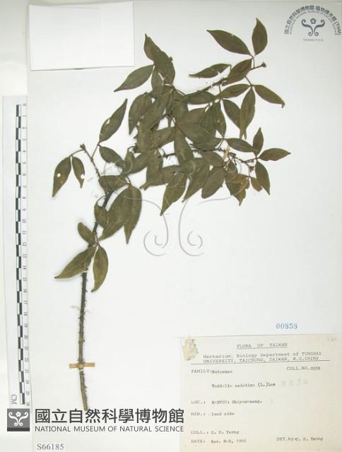 飛龍掌血藏品圖，第1張