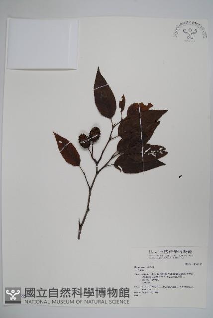 登錄號:S046185藏品圖，第1張