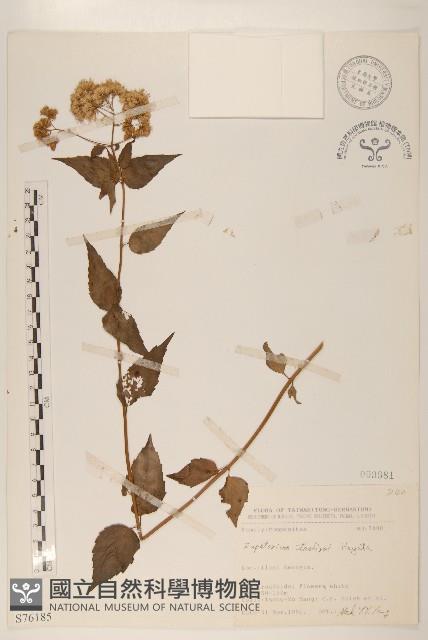 田代氏澤蘭藏品圖，第1張