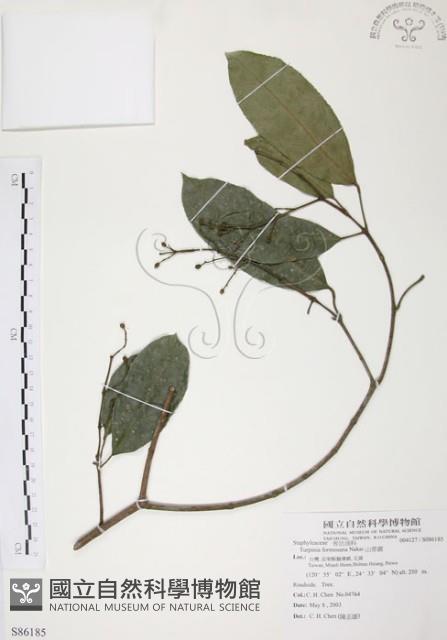 山香圓藏品圖，第1張