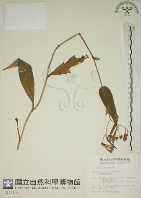 臺灣油點草藏品圖，第1張