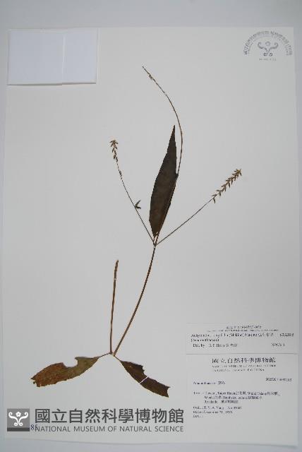 柳葉牛膝藏品圖，第1張