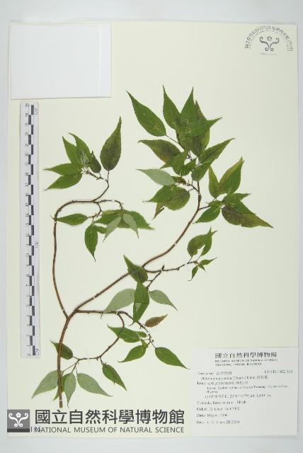 青莢葉藏品圖，第1張