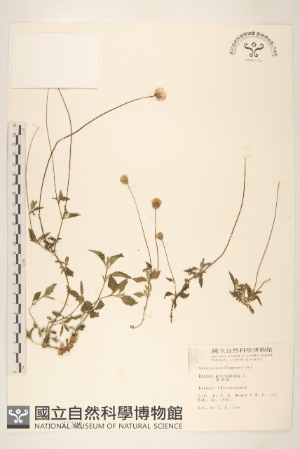 長柄菊藏品圖，第1張