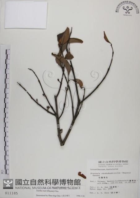 蓮華池桑寄生藏品圖，第1張