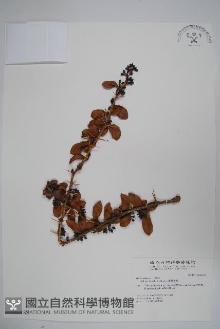 臺灣小蘗藏品圖，第1張