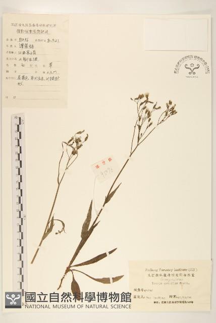 細葉苦實藏品圖，第1張