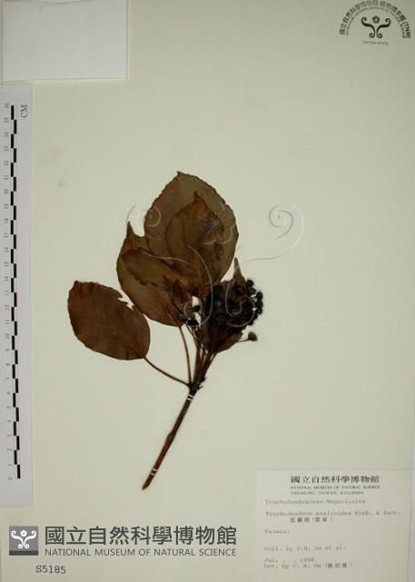 昆欄樹藏品圖，第1張