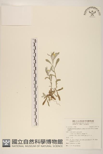 鼠麴草藏品圖，第1張