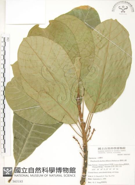 蘭嶼山欖, 大葉樹青藏品圖，第1張