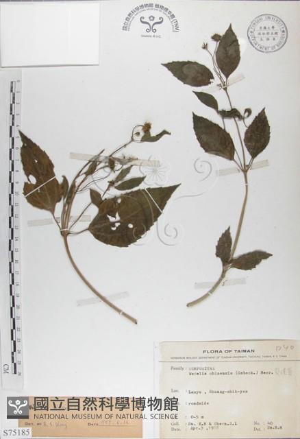 雙花蟛蜞菊藏品圖，第1張