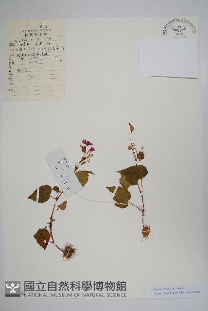 秋海棠藏品圖，第1張