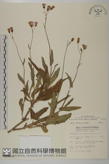 纓絨花藏品圖，第1張