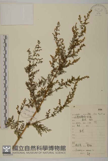 黃花蒿藏品圖，第1張