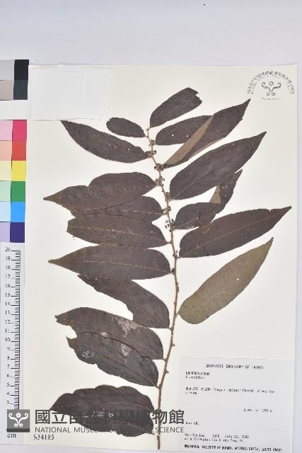 登錄號:S034185藏品圖，第1張