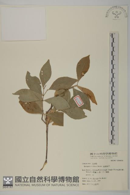 菱葉衛矛藏品圖，第1張