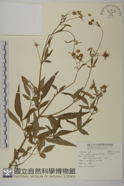 大花咸豐草藏品圖，第1張