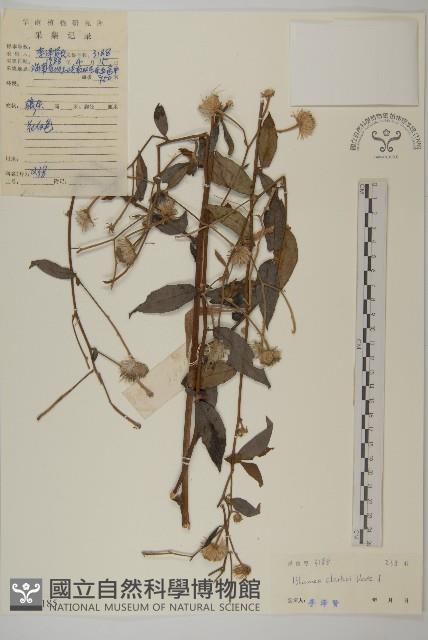 七里明艾納香藏品圖，第1張